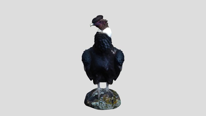 condor de los andes