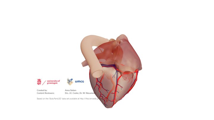 Anatomical Heart - Right Dominance – Modello 3D gratuito STL