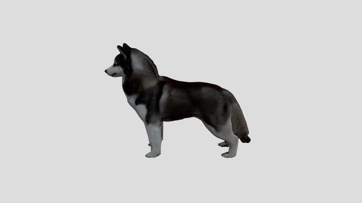“Realistic Husky 3D Model – Game Ready" unity 3D Model