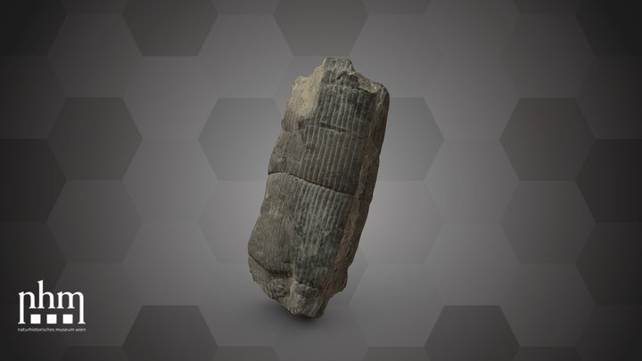 Calamites communis (NHMW-GEO-2024/0188/10961) – Free 3D Model STL