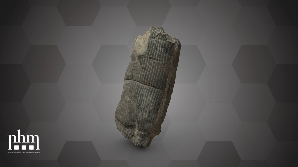 Calamites communis (NHMW-GEO-2024/0188/10961)