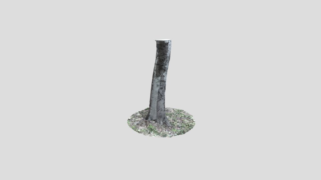Birch Tree
