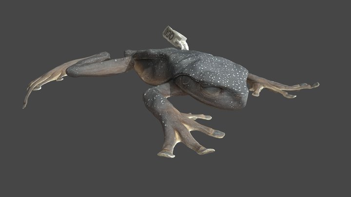 Hyloscirtus hillisi QCAZA 68649 3D Model