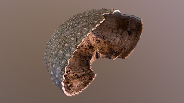 Tiny Broken Shell 3D Model