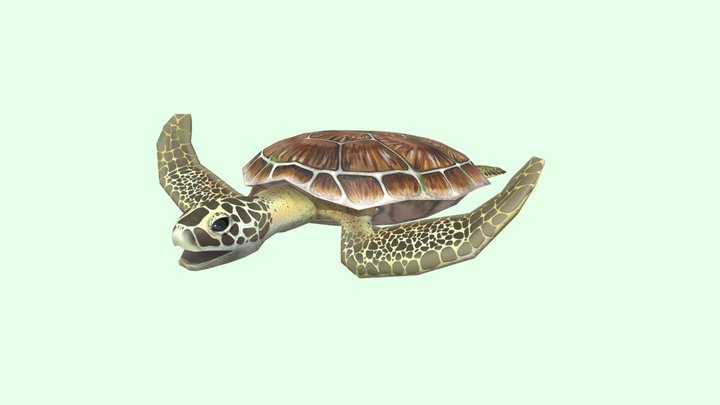 Green Sea Turtle 3D Model