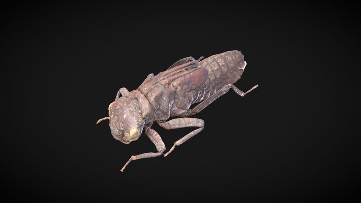 Epoophlebia superstes 3D Model