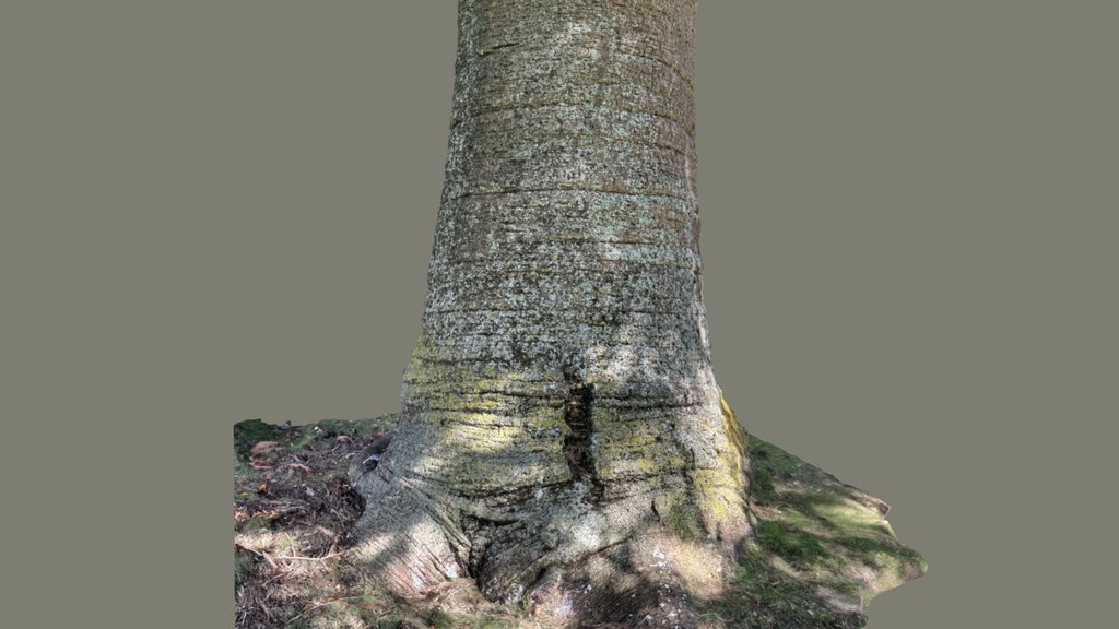 Bunya Tree (Araucaria bidwillii)