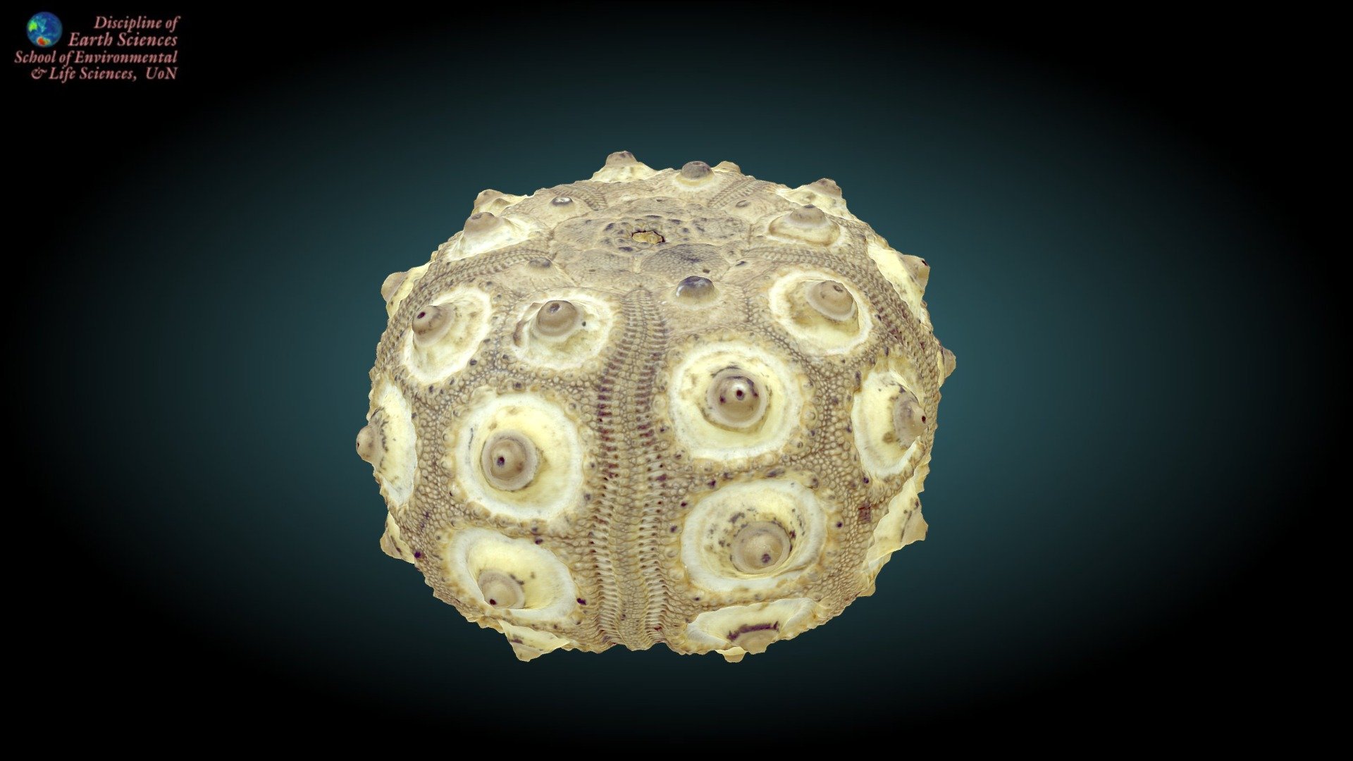 Sea urchin shell