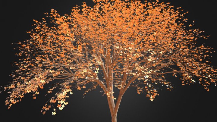 Tree - Japanese Maple 3D Model