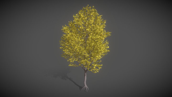 JA02 Acer Nikoense (Nikko Maple)