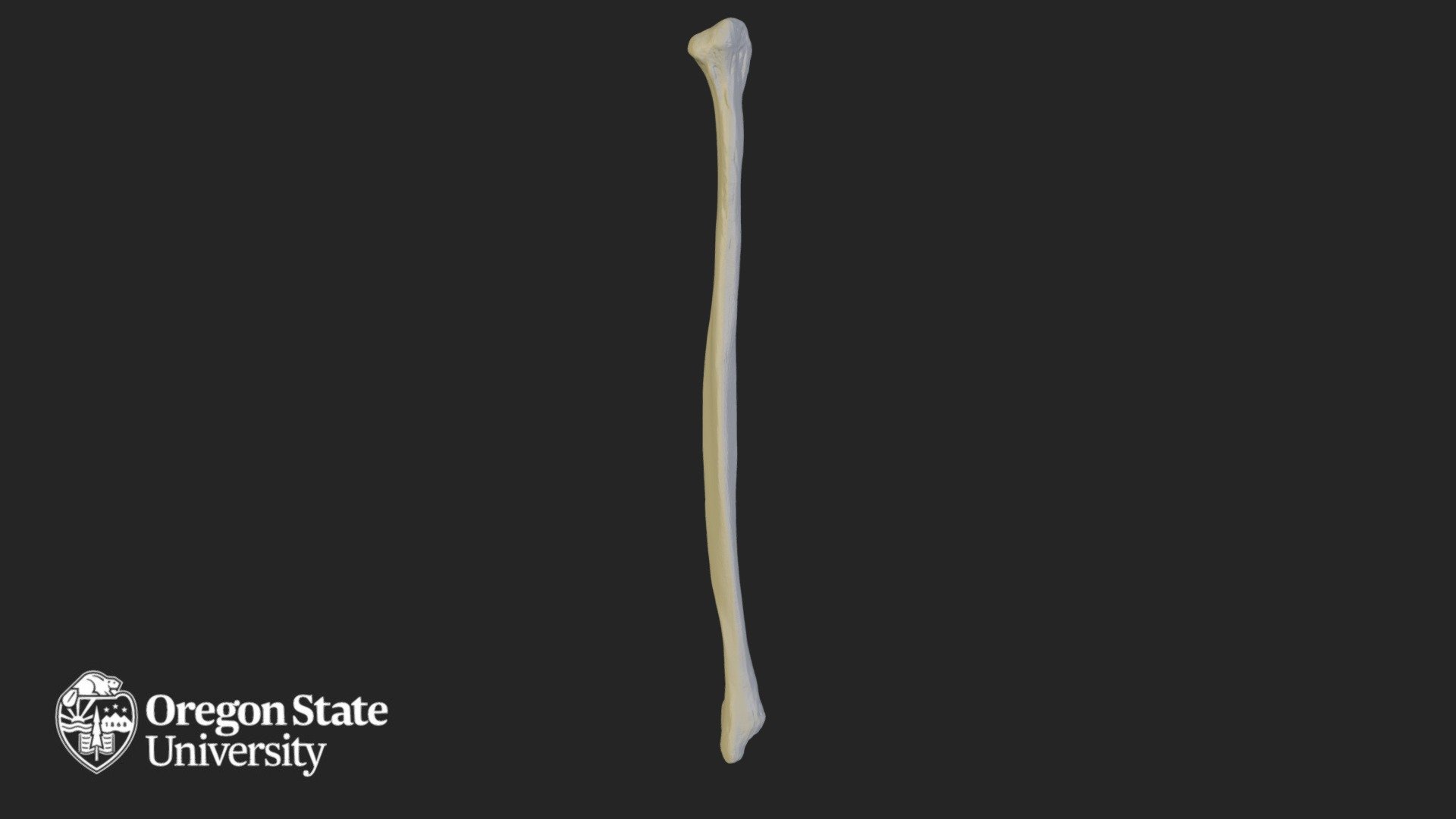 Fibula - Left - Download Free 3D model by Oregon State University ...