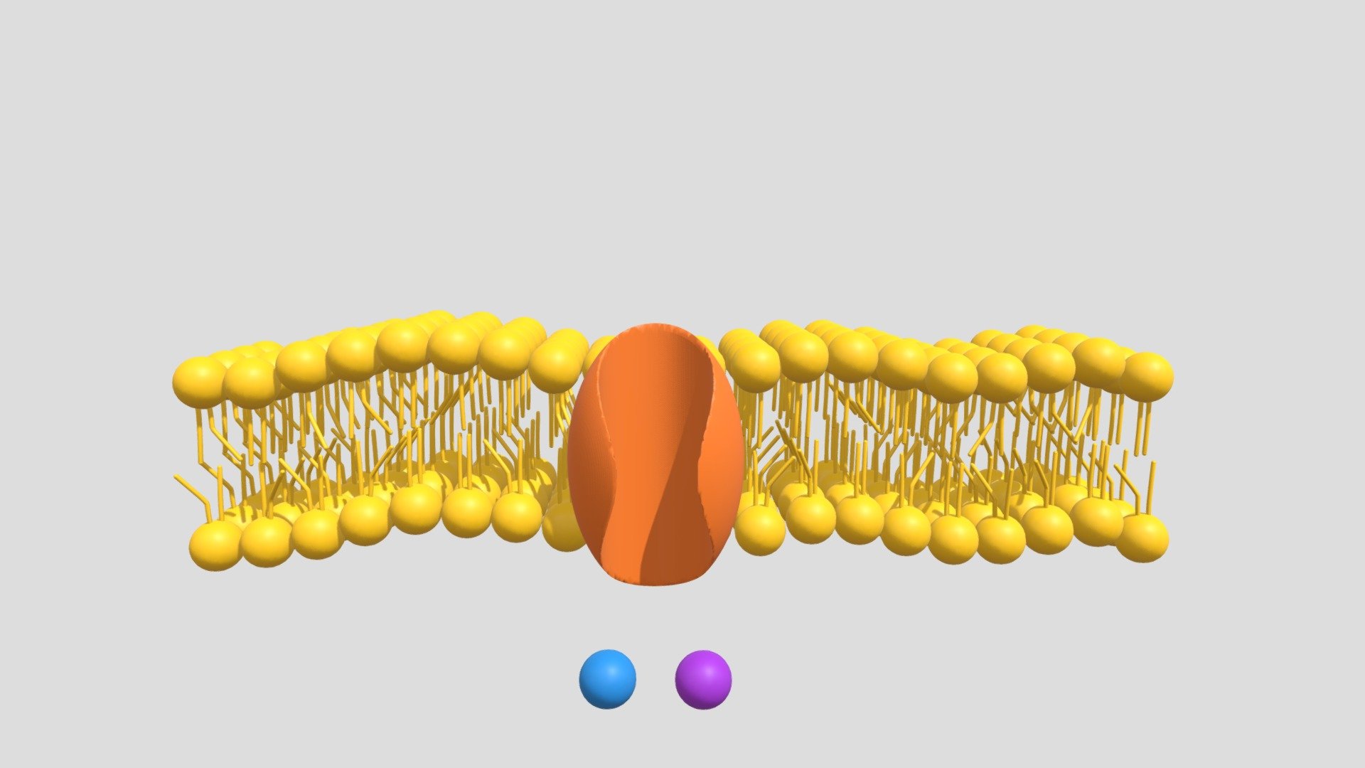 Active Transport - Symport by Channel Protein - 3D model by Júlio ...