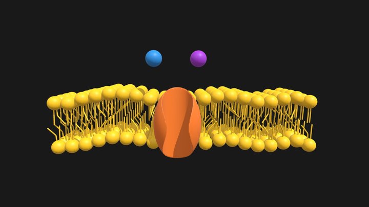 Active Transport - Symport by Channel Protein 3D Model