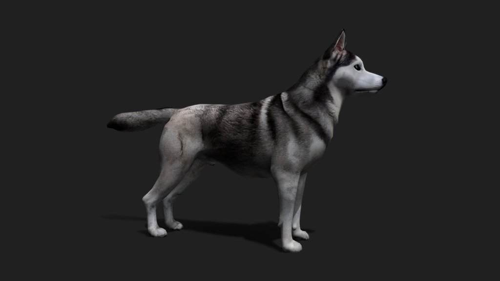 Realistic Dog Siberian Husky 3D Model