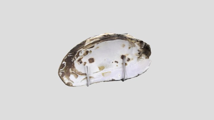 Freshwater Mussel Shell (resting on wire frame) 3D Model