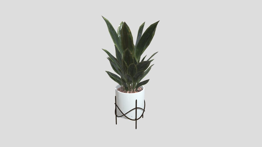 Aspidistra Plant