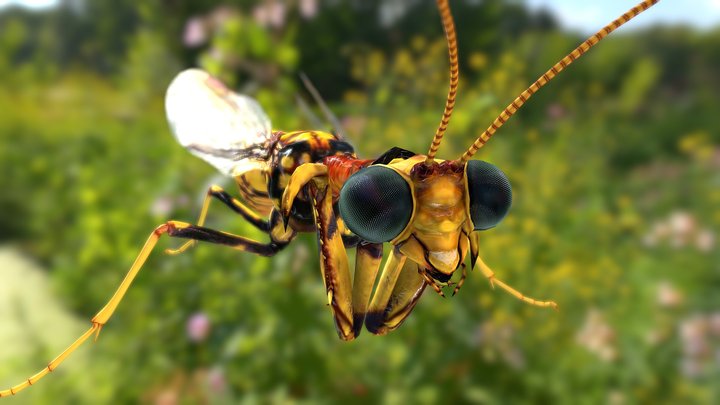 Mantispidae 3D Model