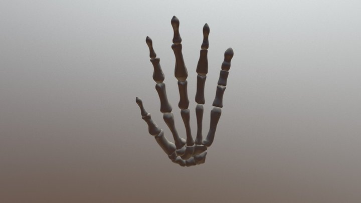 Hand Highpoly 3D Model