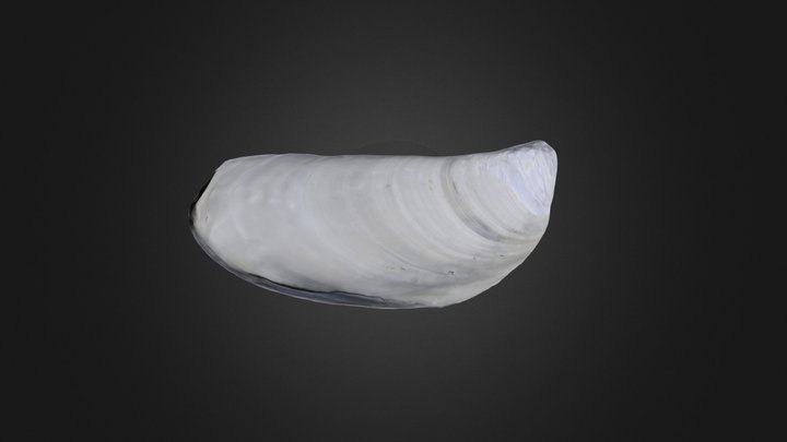 Bivalve: Mytilus conradinus (PRI 45202) – Gratis 3D-model STL