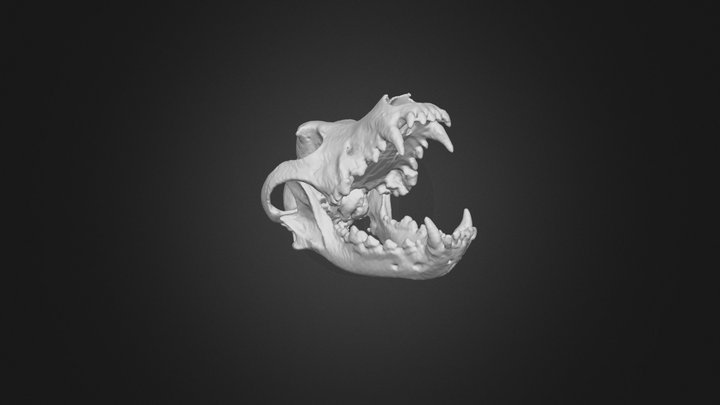 Golden Retriever Skull 3D Model