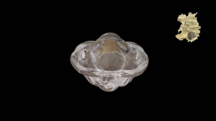 Trilobite - Calymene 3D Model