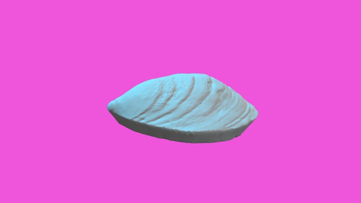 Bivalve shell (Turtle Island/Canada) 3D Model