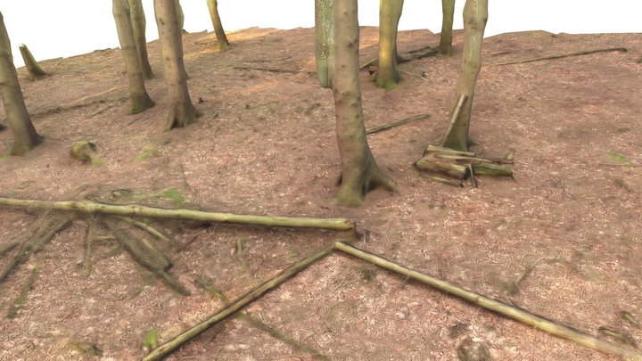 Conifer Forest Scan