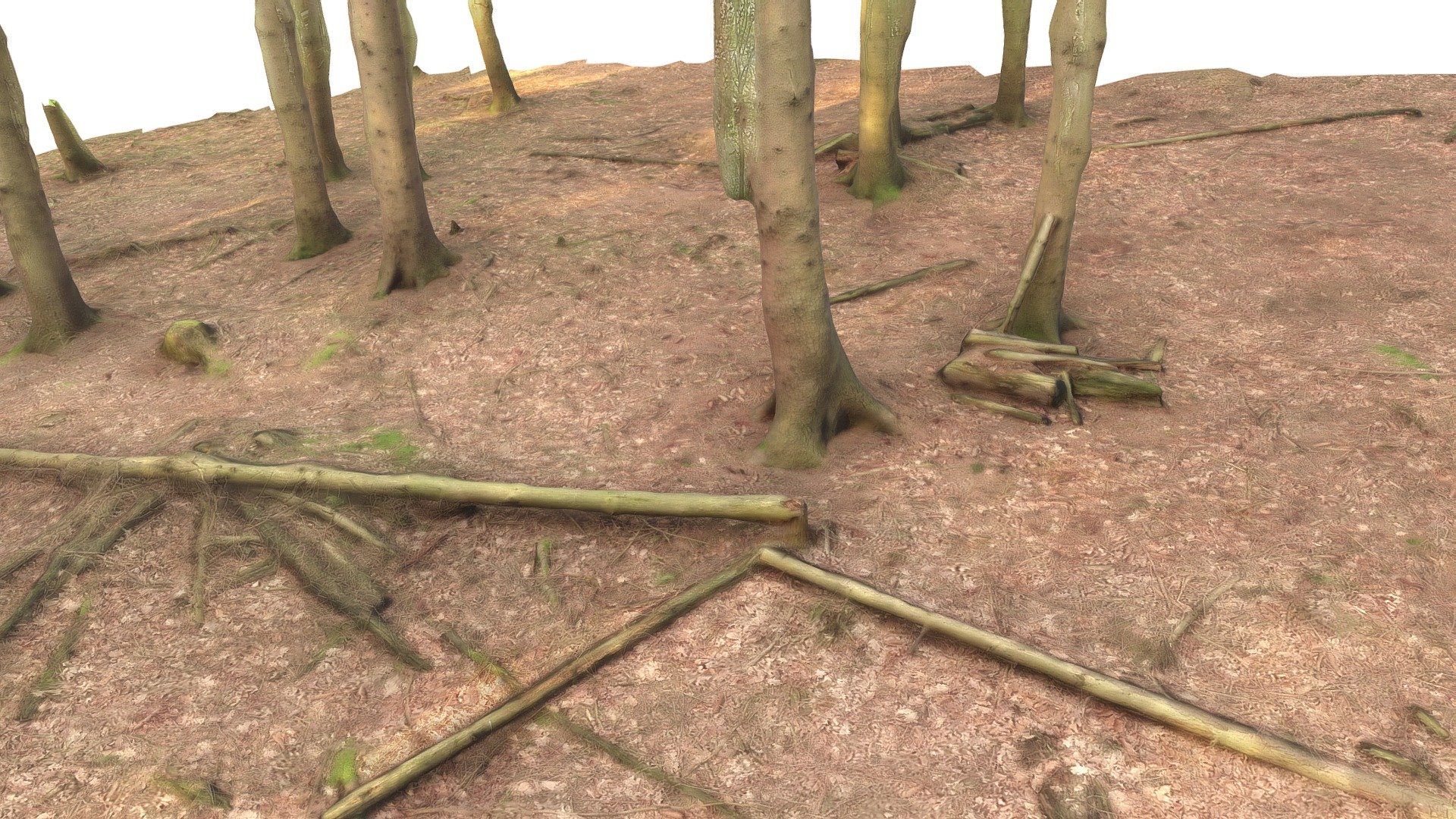 Conifer Forest Scan