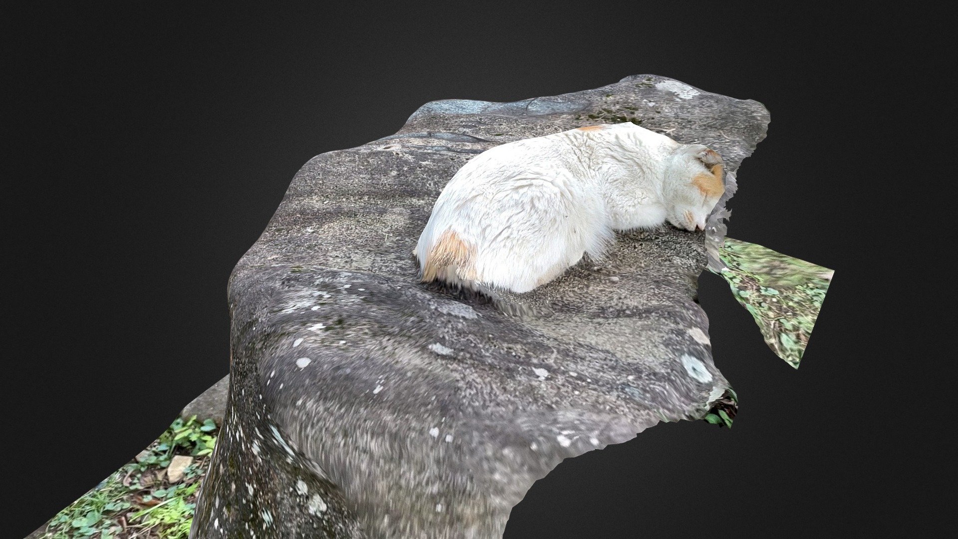 Garden Stone and Cat scans with iPhone12 Pro