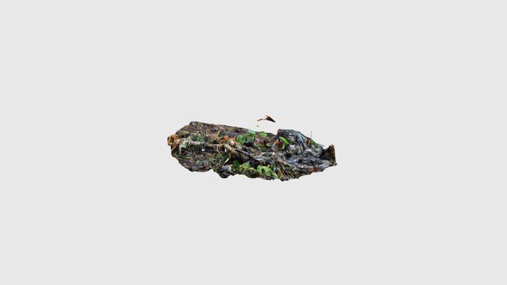 Mule deer carcass at cougar kill site. Quilcene… 3D Model