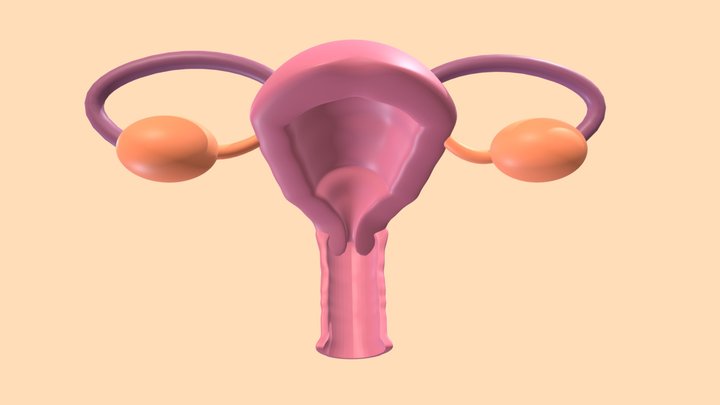 Female Reproductive System 3D Model