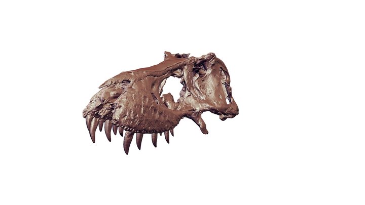 Tufts-Love T. rex Skull 3D Model