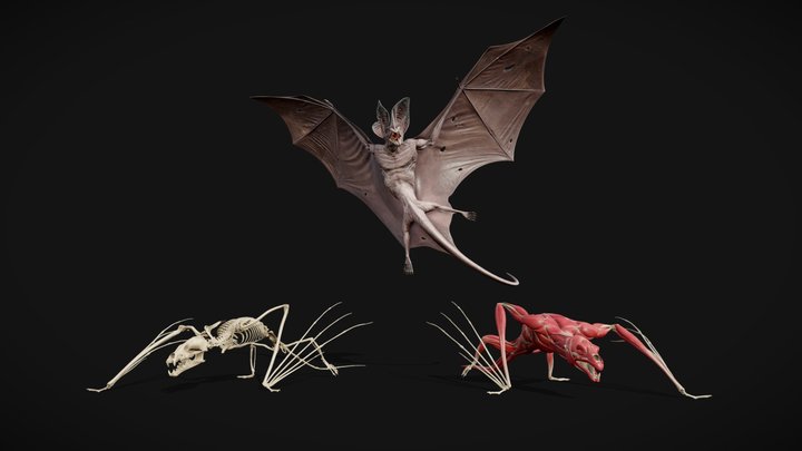 Bat Dragon | Anatomy & Animation Study 3D Model
