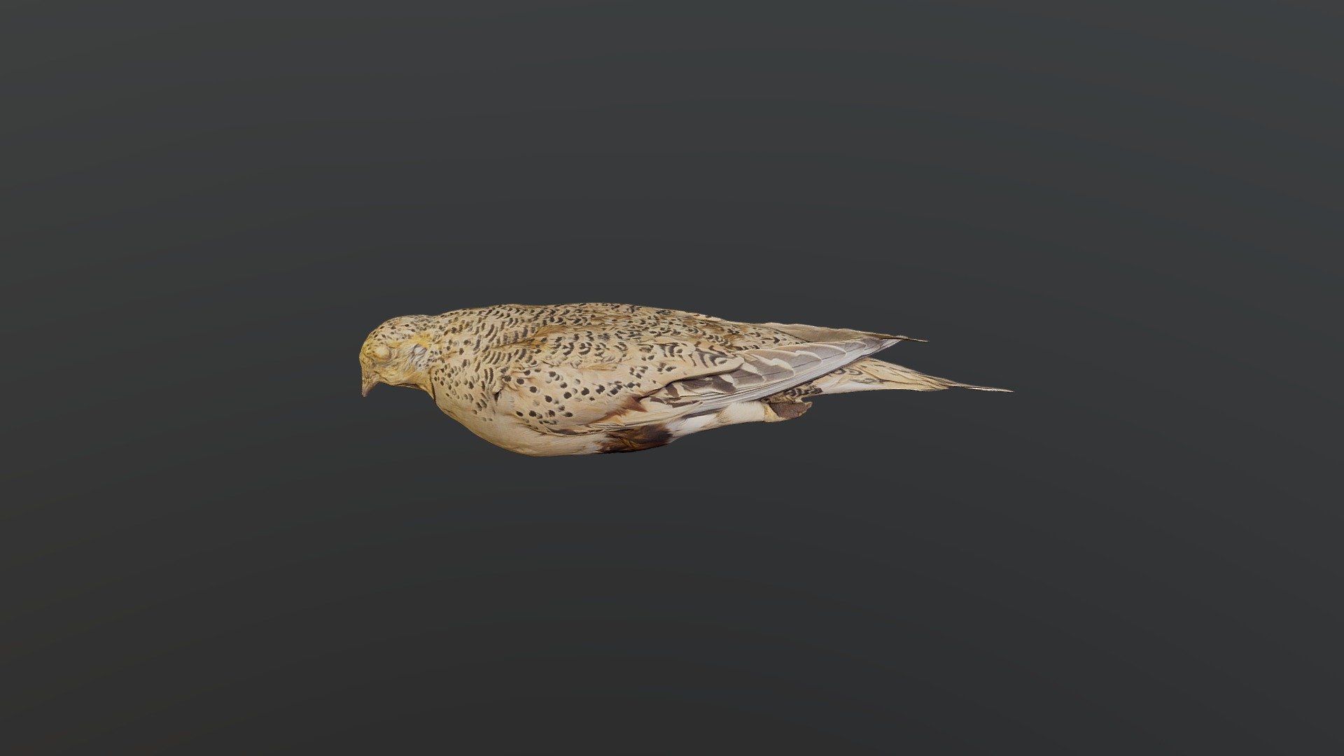 Pallas's sandgrouse - Syrrhaptes paradoxus