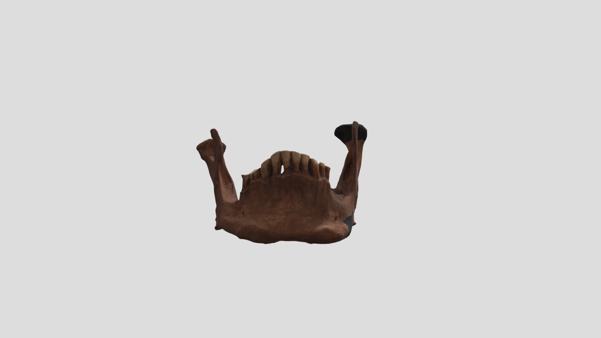 003_Jaw1 - 3D model by rcrear02 [8a0ab0f] - Sketchfab