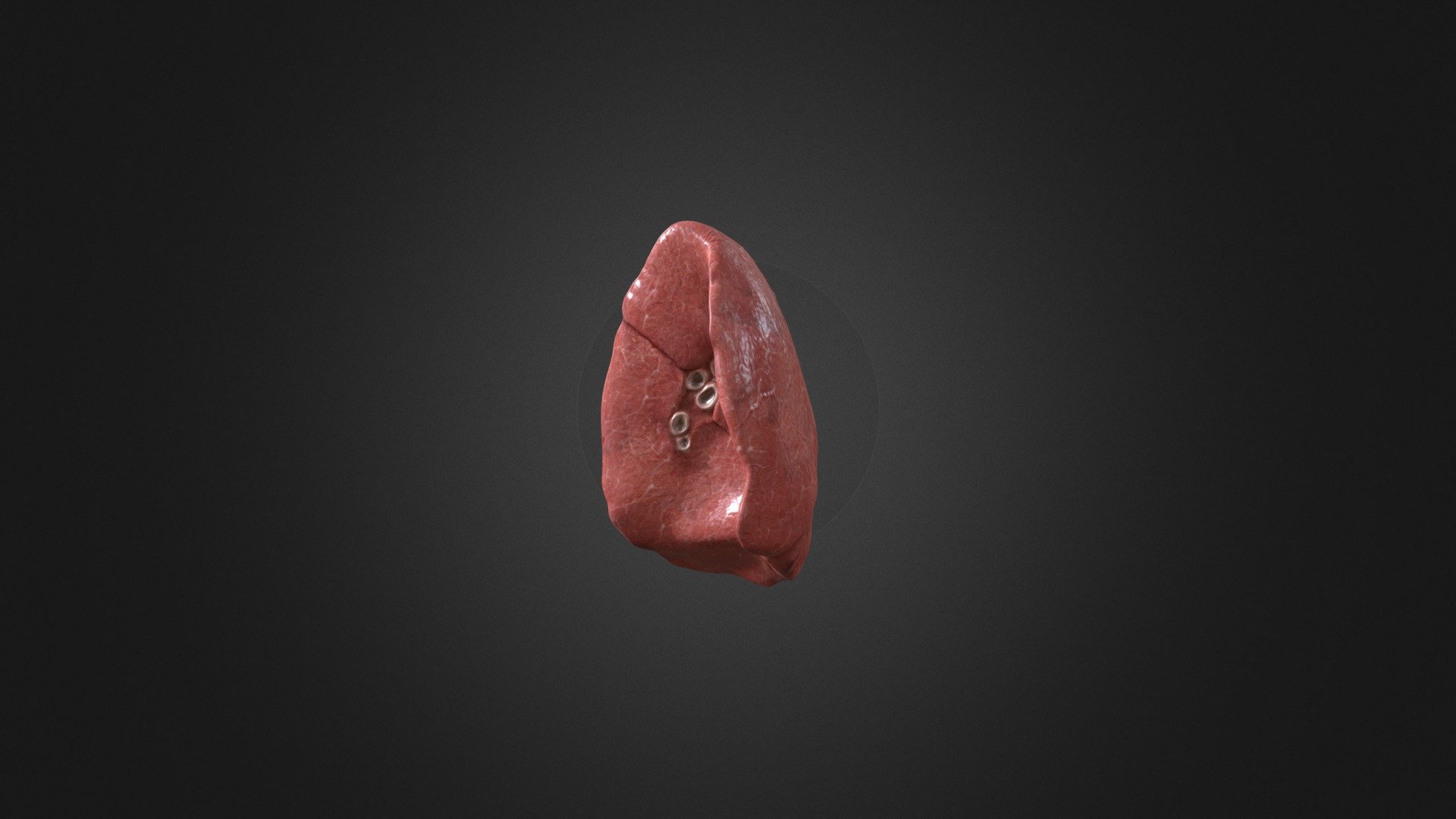 Left lung - 3D model by ellyhahne [8a0ac66] - Sketchfab
