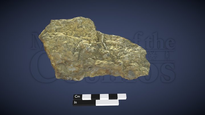 Carboniferous Fossil hash #1 3D Model