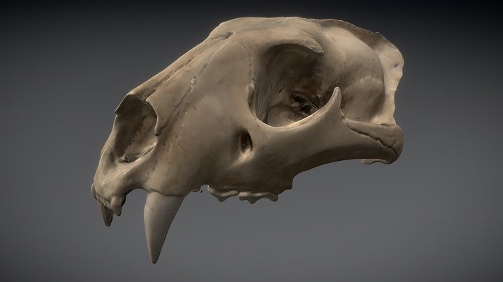 Panthera skull 3D Model
