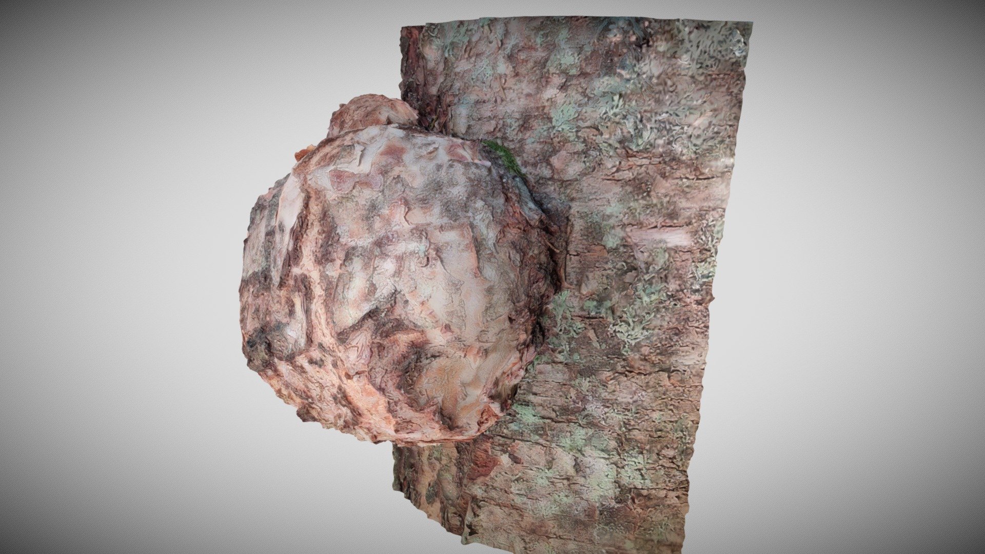 Pahka - a burl
