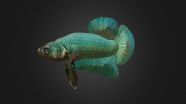 Blue Betta – Modelo 3D gratuito STL