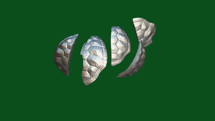 turtle shell