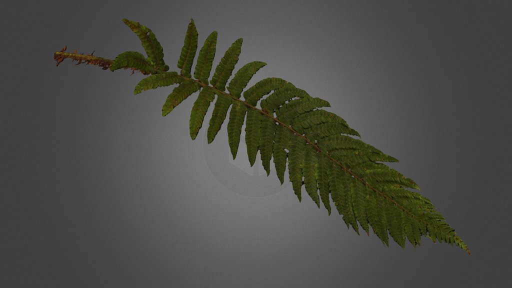 CC0 イノデモドキ Tagawa's Shield Fern, P. tagawanum