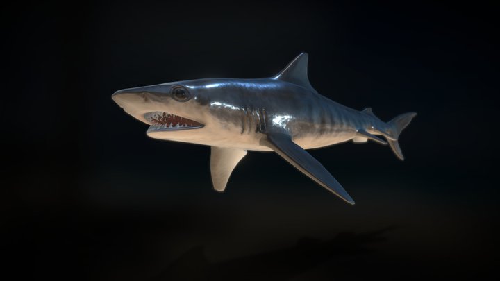 Tiger Shark 3D Model