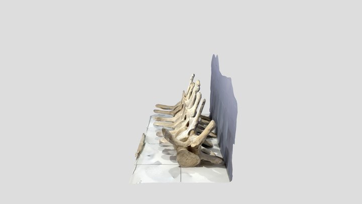 Polycam capture 3D Model