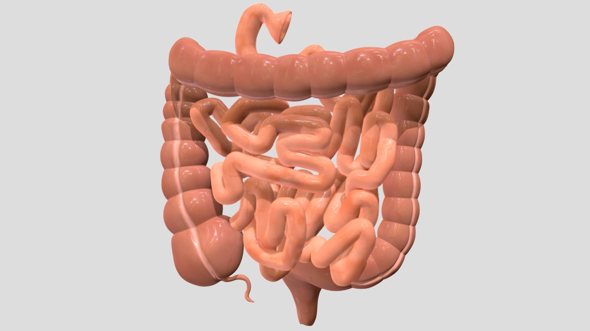 large and small intestine