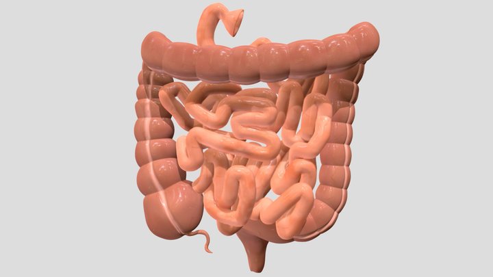 Small and large intestine 3D Model