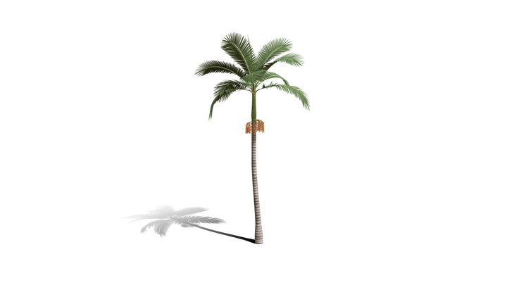 Realistic HD Alexander palm (14/30) 3D Model