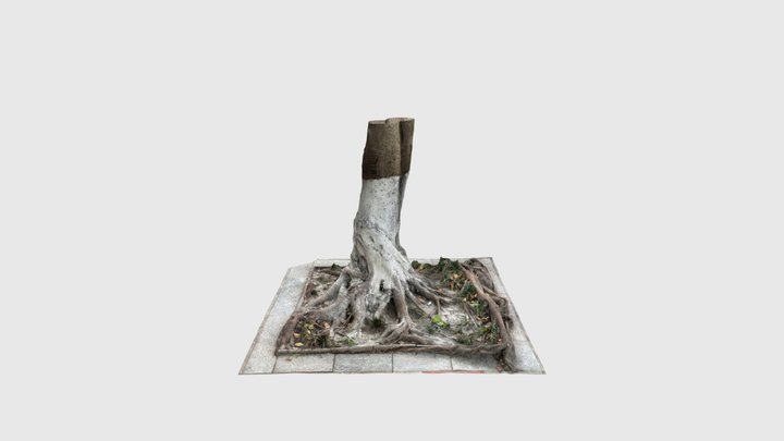 Tree root 3D Model