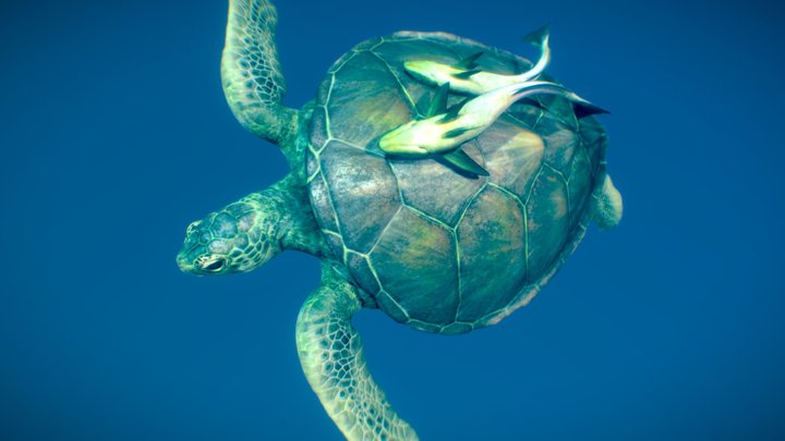 Green Sea Turtle ♀ 3D Model