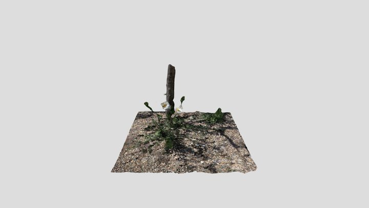 California Tree Poppy 3D Model